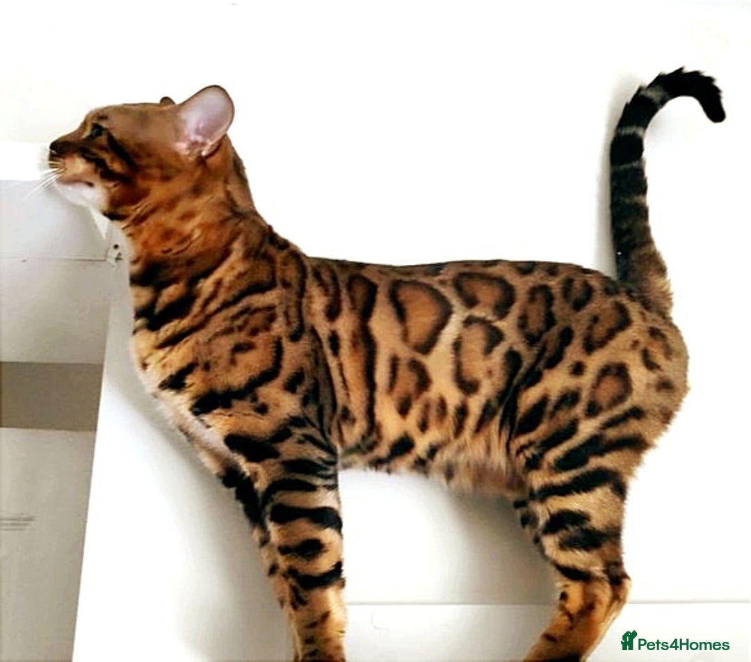 Bengal cats for stud: Stunning Proven TICA Pedigree Bengal Stud Hibiki in Durham - Image 1