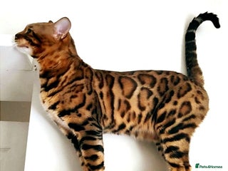 Bengal cats in Durham - Advert 15