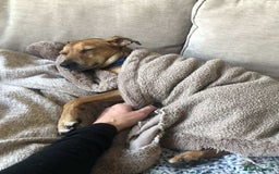 Mixed Breed dogs for adoption: Mickey – Cheeky, Cuddly and Charming Companion - Image 11