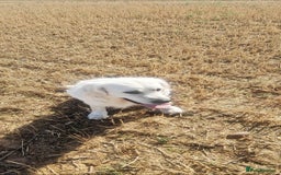 Golden Retriever dogs for sale: Newmiller Retrievers New Litter Announcement - Image 6