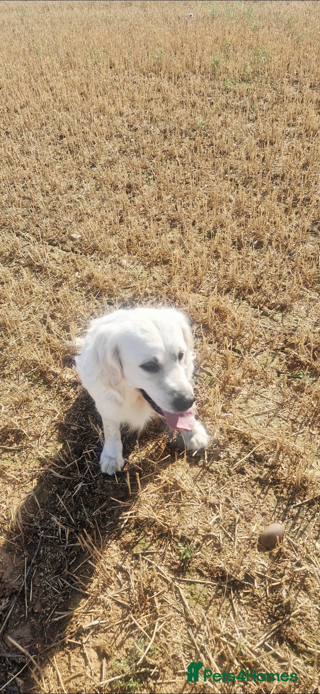 Golden Retriever dogs for sale: Newmiller Retrievers New Litter Announcement - Image 6