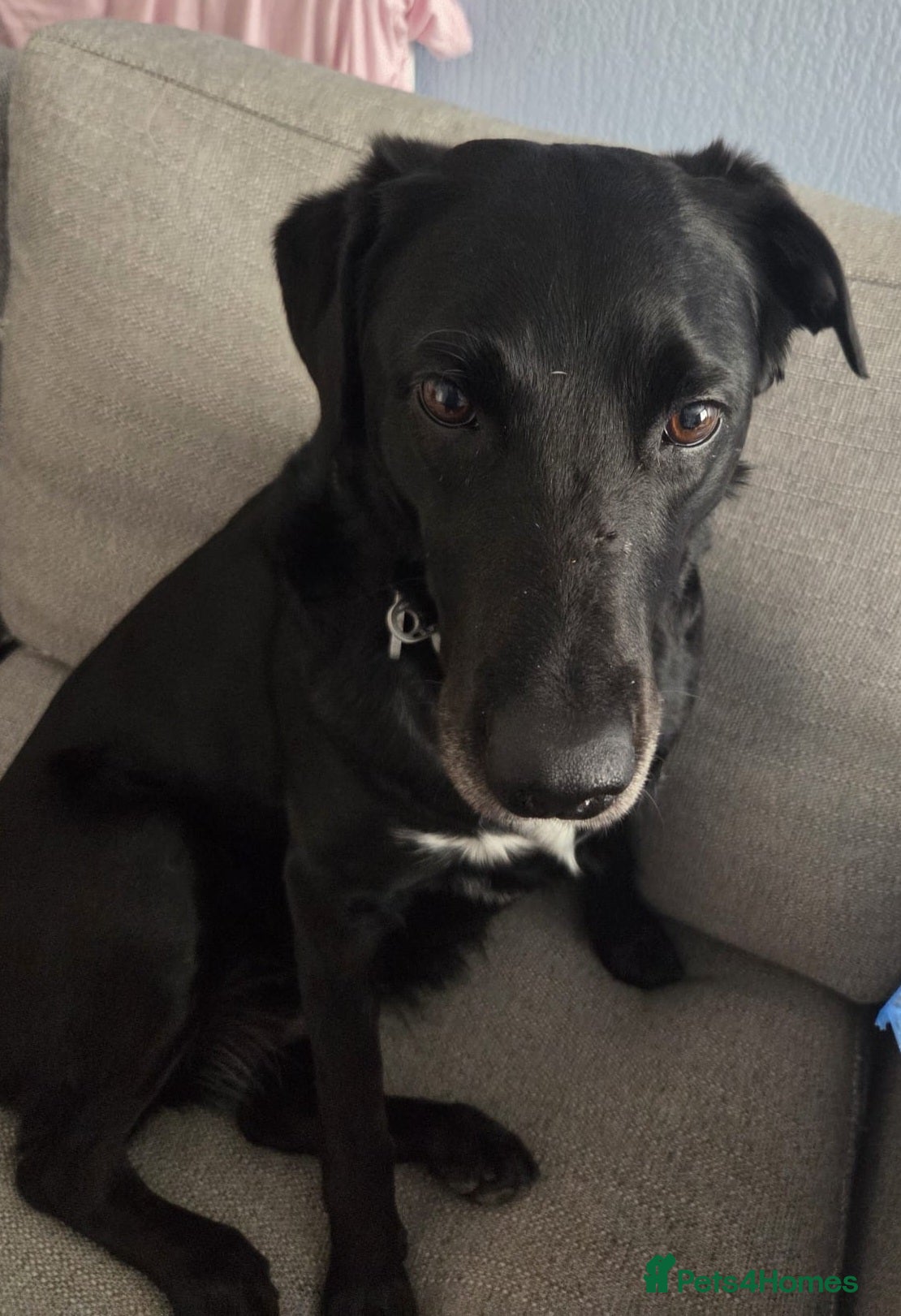 Borador dogs Labrador x Border collie - Advert 5