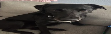 Borador 1