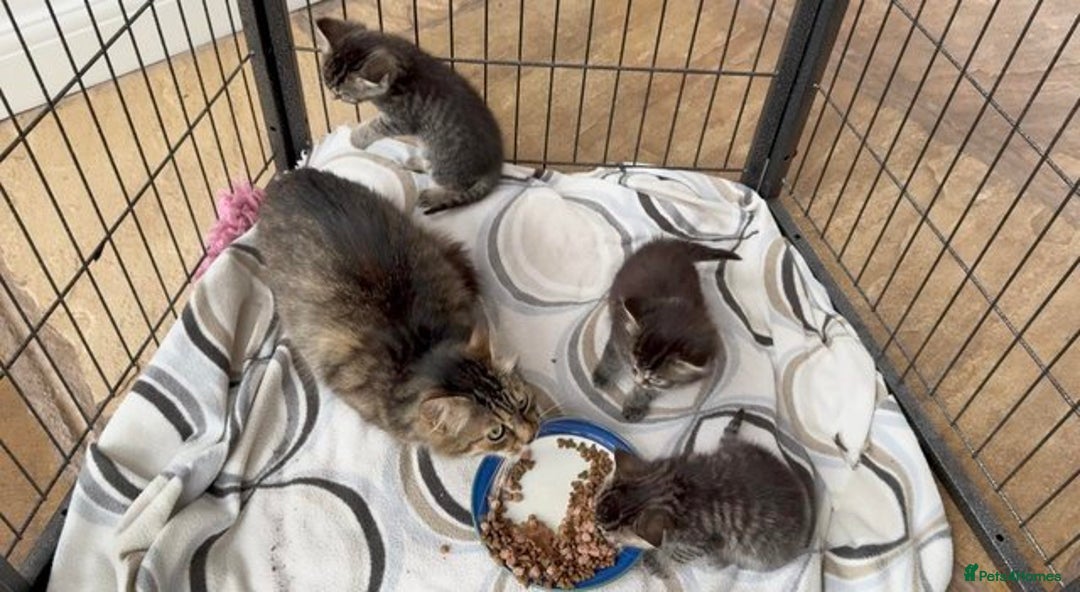 Mixed Breed cats for sale: Tabby Kittens - Image 4