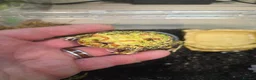 Frog reptiles for sale: Pacman frog and ornate horned frog - Advert 4