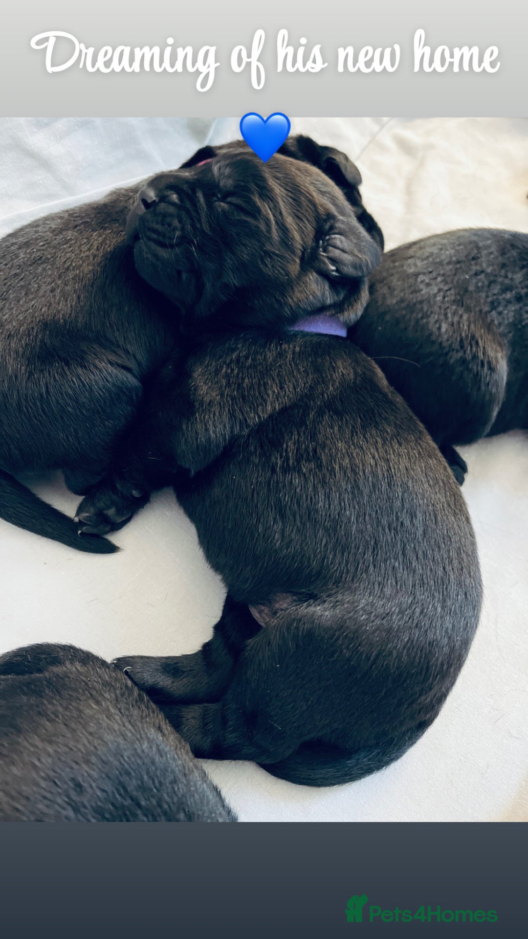 Labrador Retriever dogs for sale: Beautiful labs available  - Advert 11