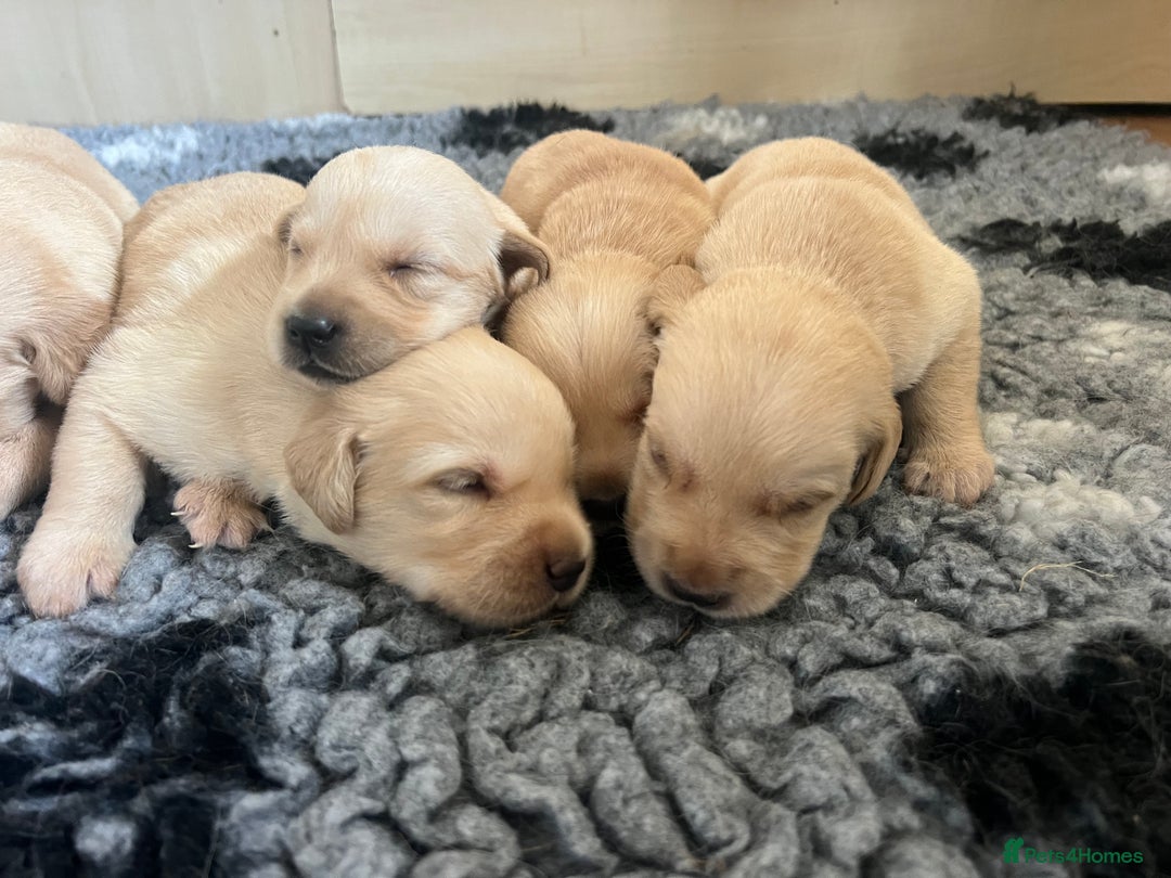 Goldador dogs for sale: Beautiful goldador puppies - Image 7