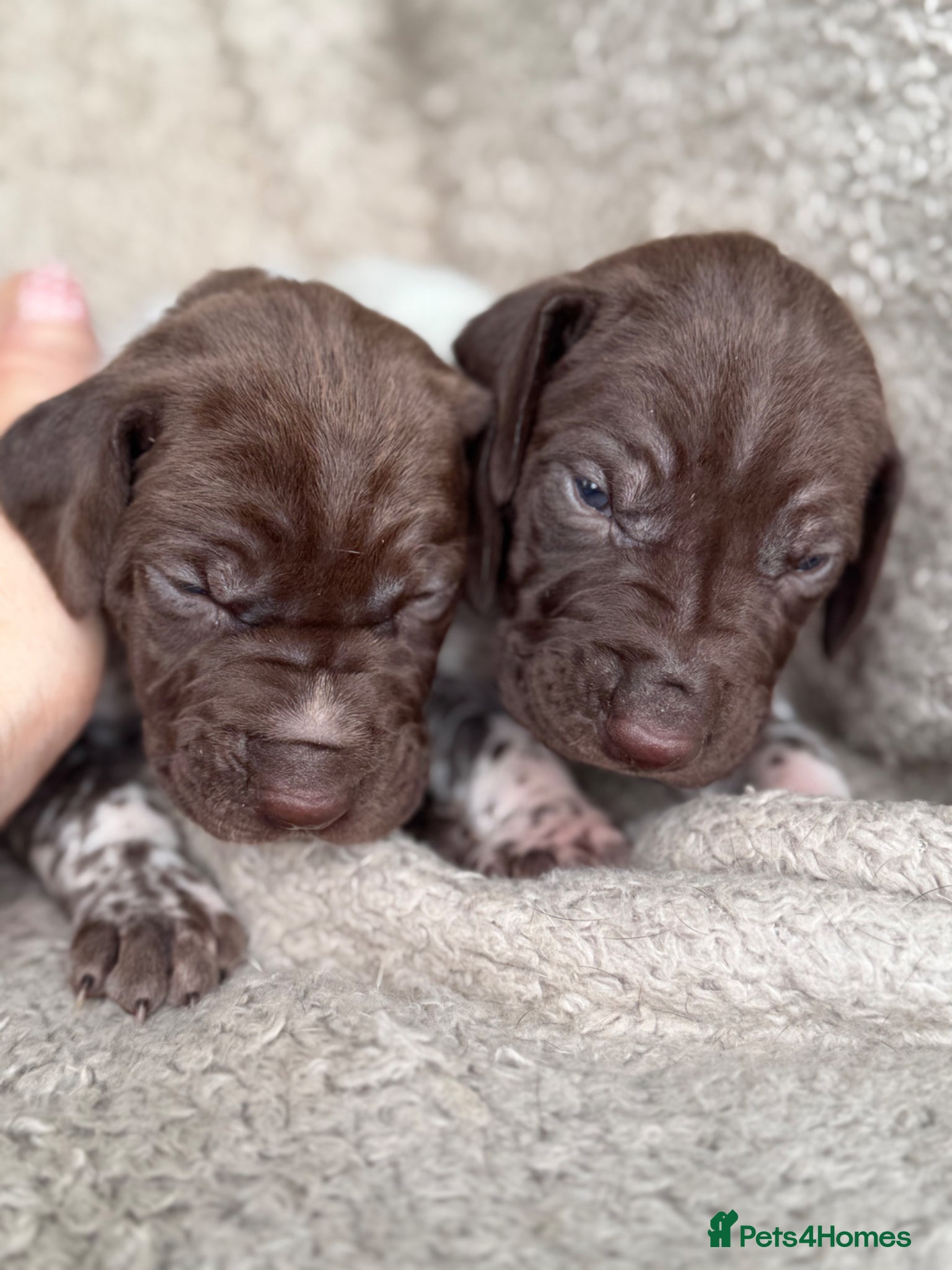 German Shorthaired Pointer dogs 🐾 KC Registered German Shorthaired Pointers - Advert 1