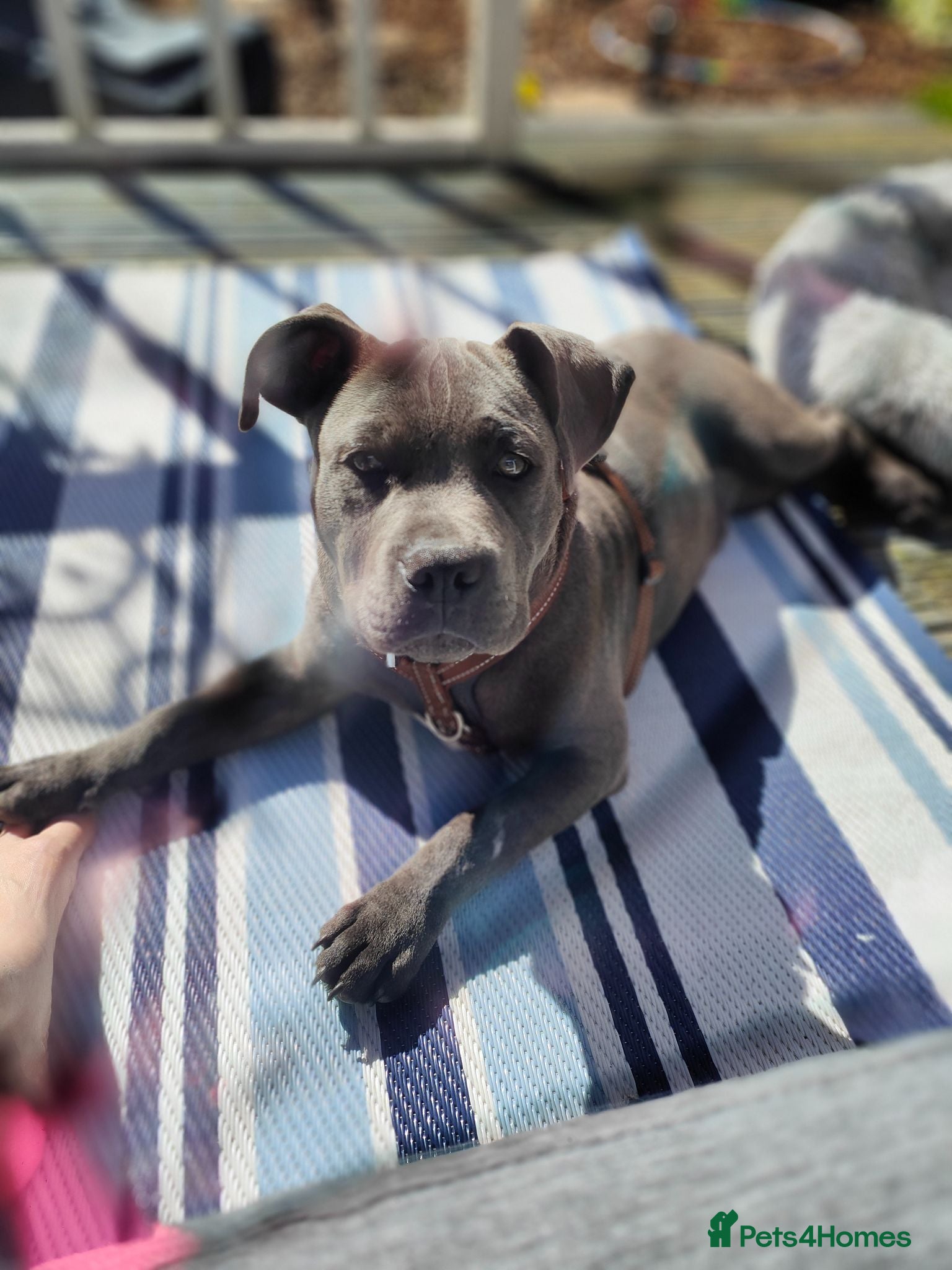 Staffordshire Bull Terrier dogs Staffordshire Bull Terrier (Blue) - Advert 7