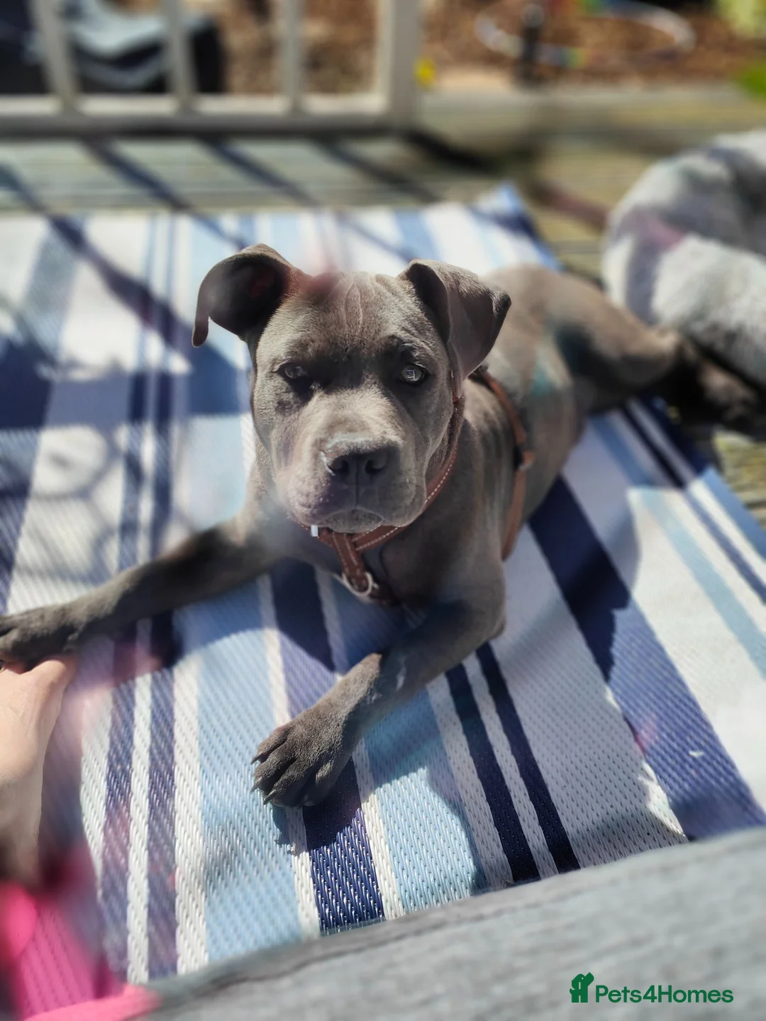 Staffordshire Bull Terrier dogs for sale: Staffordshire Bull Terrier (Blue) in Barrow-in-Furness - Advert 1