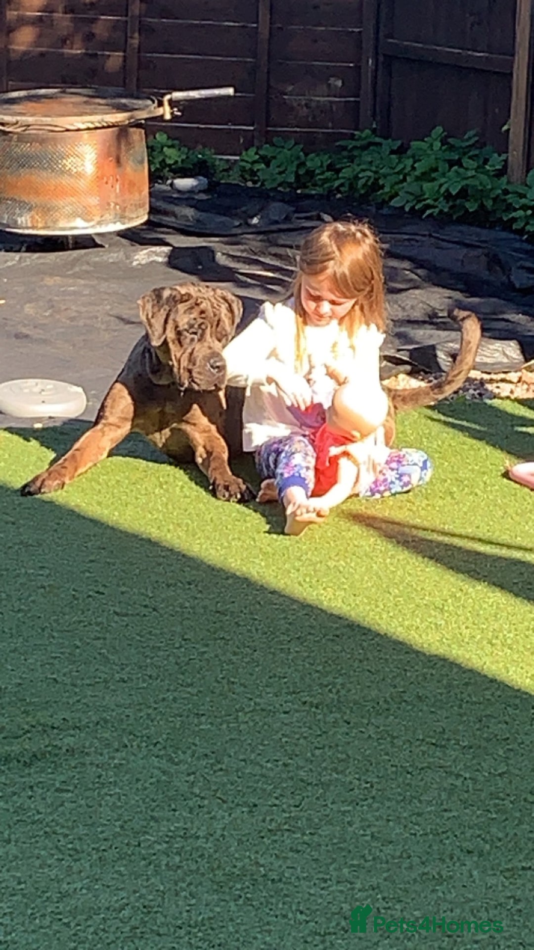 Cane Corso dogs for sale: Cane corso - Advert 4