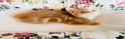 Mixed Breed cats for sale: ** Glamorous Ginger Girl ** Bengal Cross ** - Advert 20