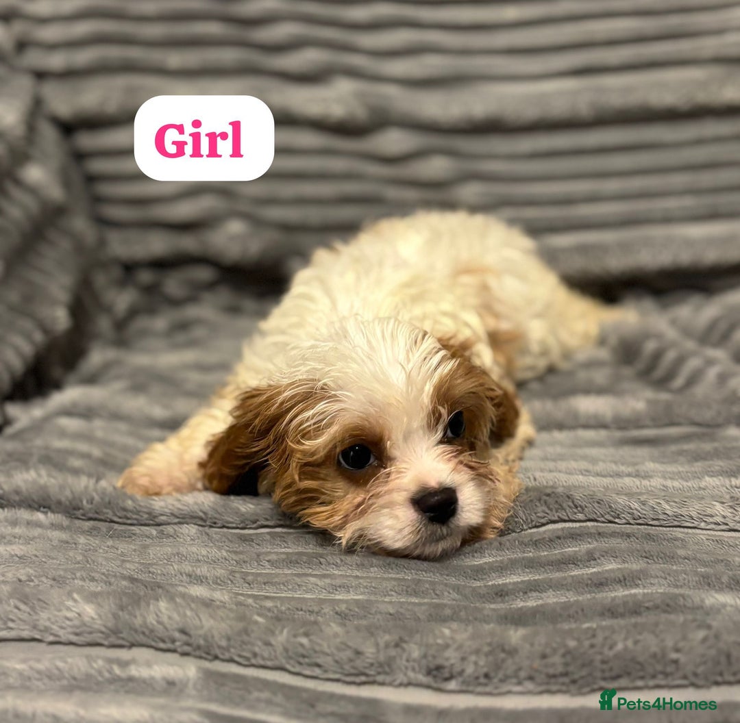 Cavapoo dogs for sale: Cavapoo - Advert 4