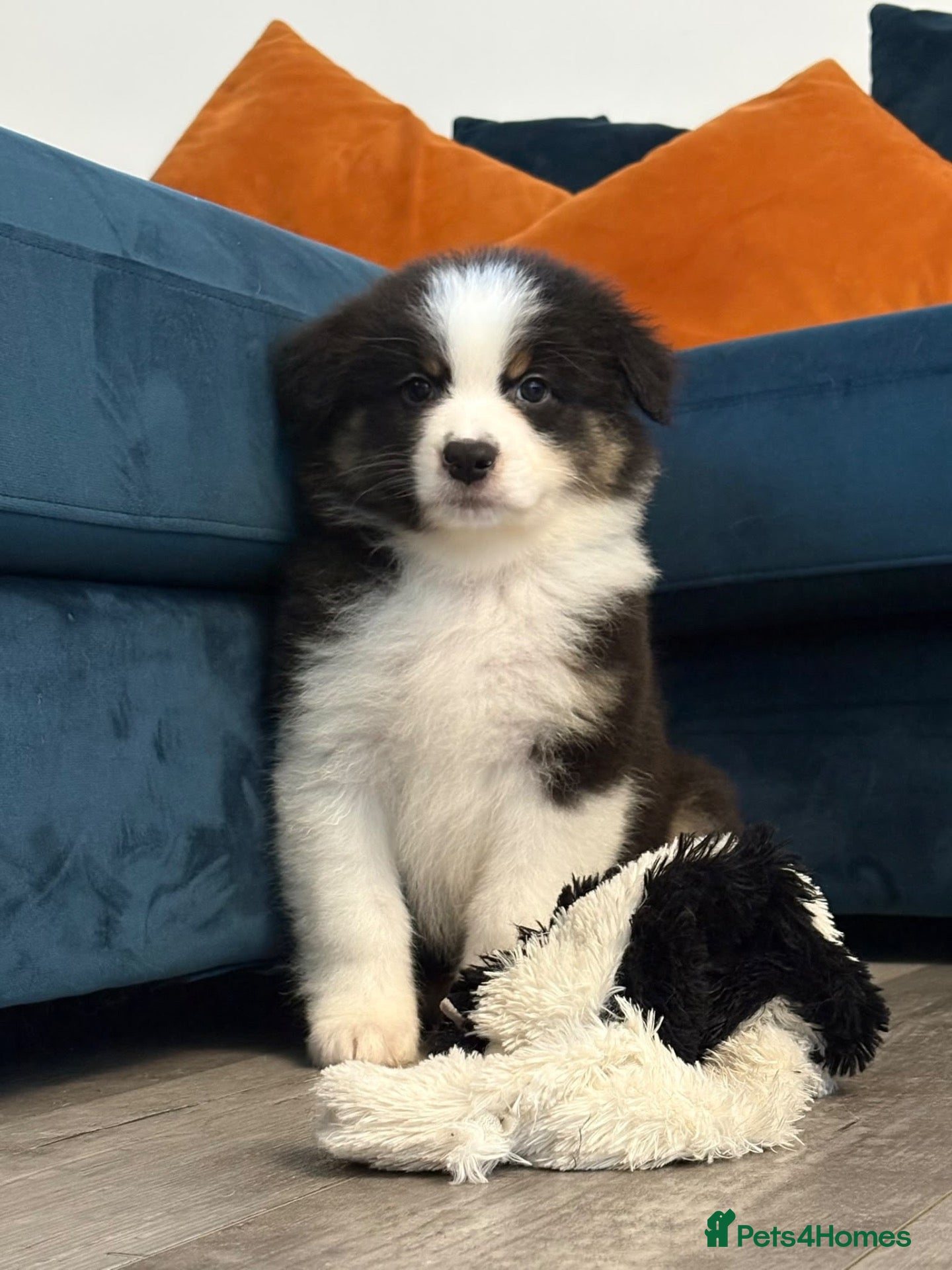 Australian Shepherd dogs Black Tri Boy KC Reg READY SUNDAY  - Advert 6