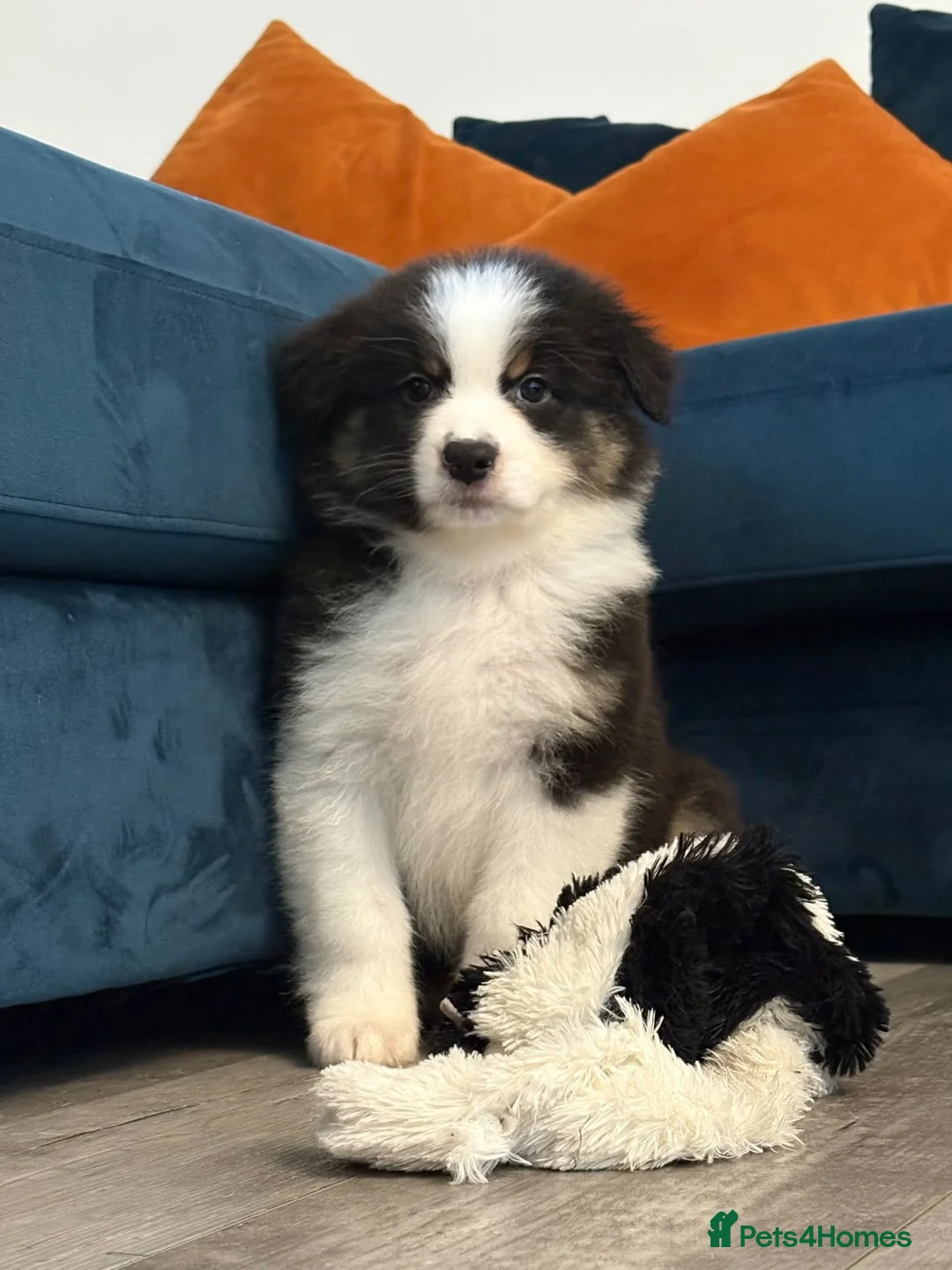 Australian Shepherd dogs for sale: Black Tri Boy KC Reg READY SUNDAY  - Advert 1