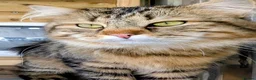 Siberian cats for stud: TICA Registered Siberian Stud - Advert 2