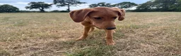 Labrador Retriever dogs for sale: Labrador male 5 months  - Advert 2