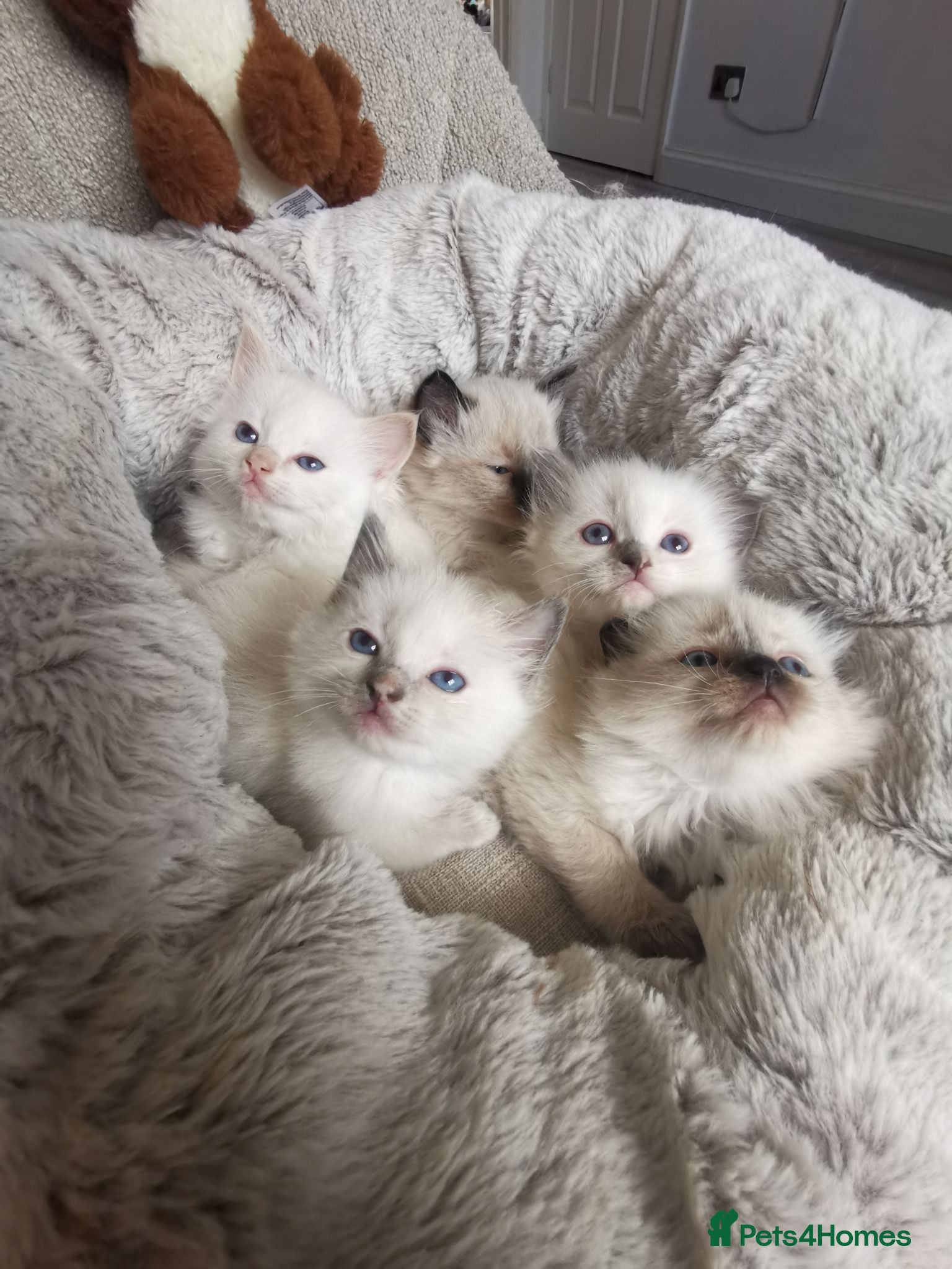 Ragdoll cats health tested parents pure ragdoll baby's  - Advert 1