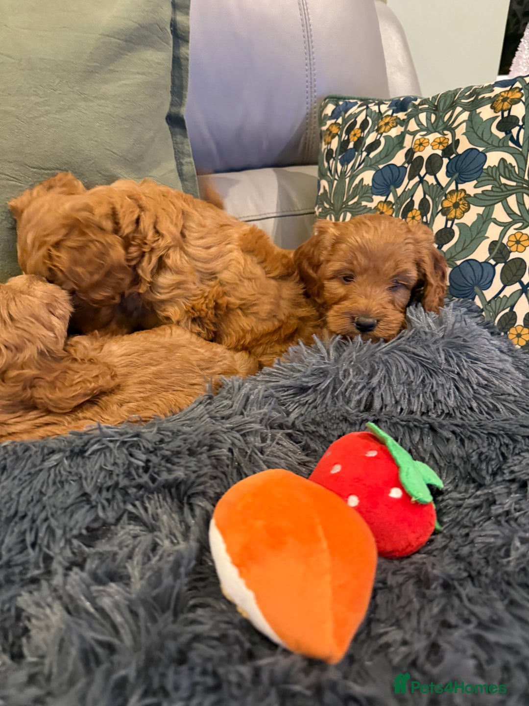 Cockapoo dogs for sale: MINI F1b COCKAPOO Puppies - Advert 15
