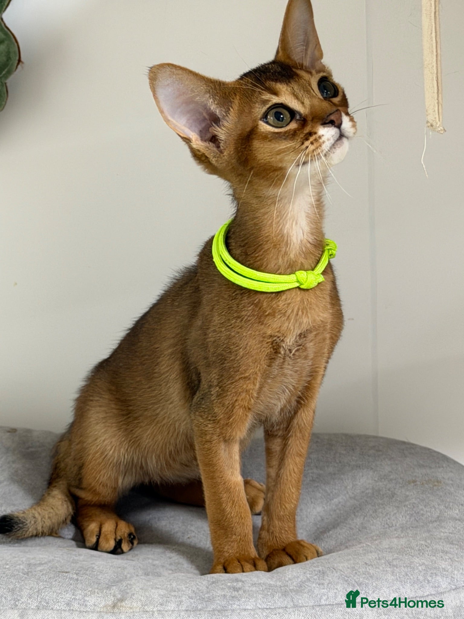 Abyssinian cats Pure breed Abyssinian kitten GCCF registered  - Advert 1