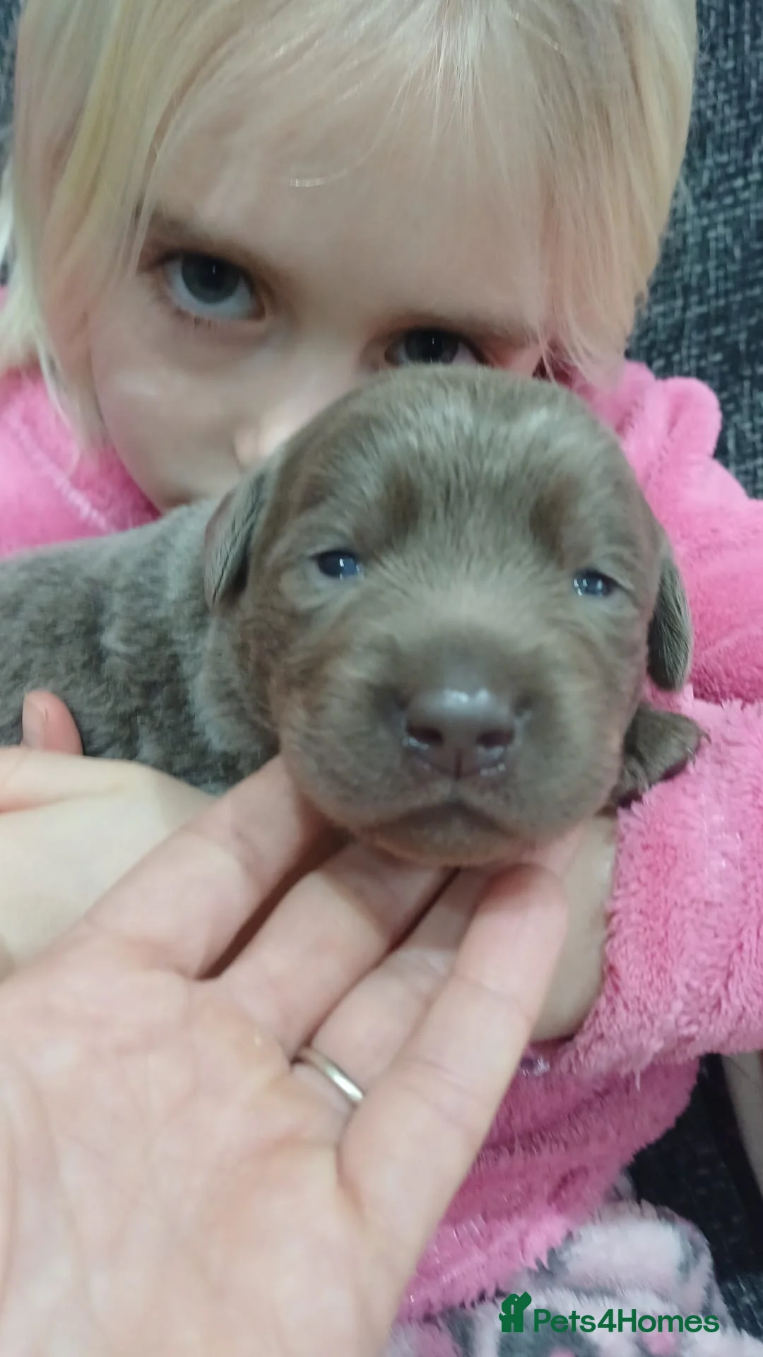 Labrador Retriever dogs for sale: **Champagne and Silver Labrador Puppies** - Advert 5