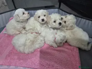 Maltese dogs K1 Beautiful Maltese puppies - Advert 2