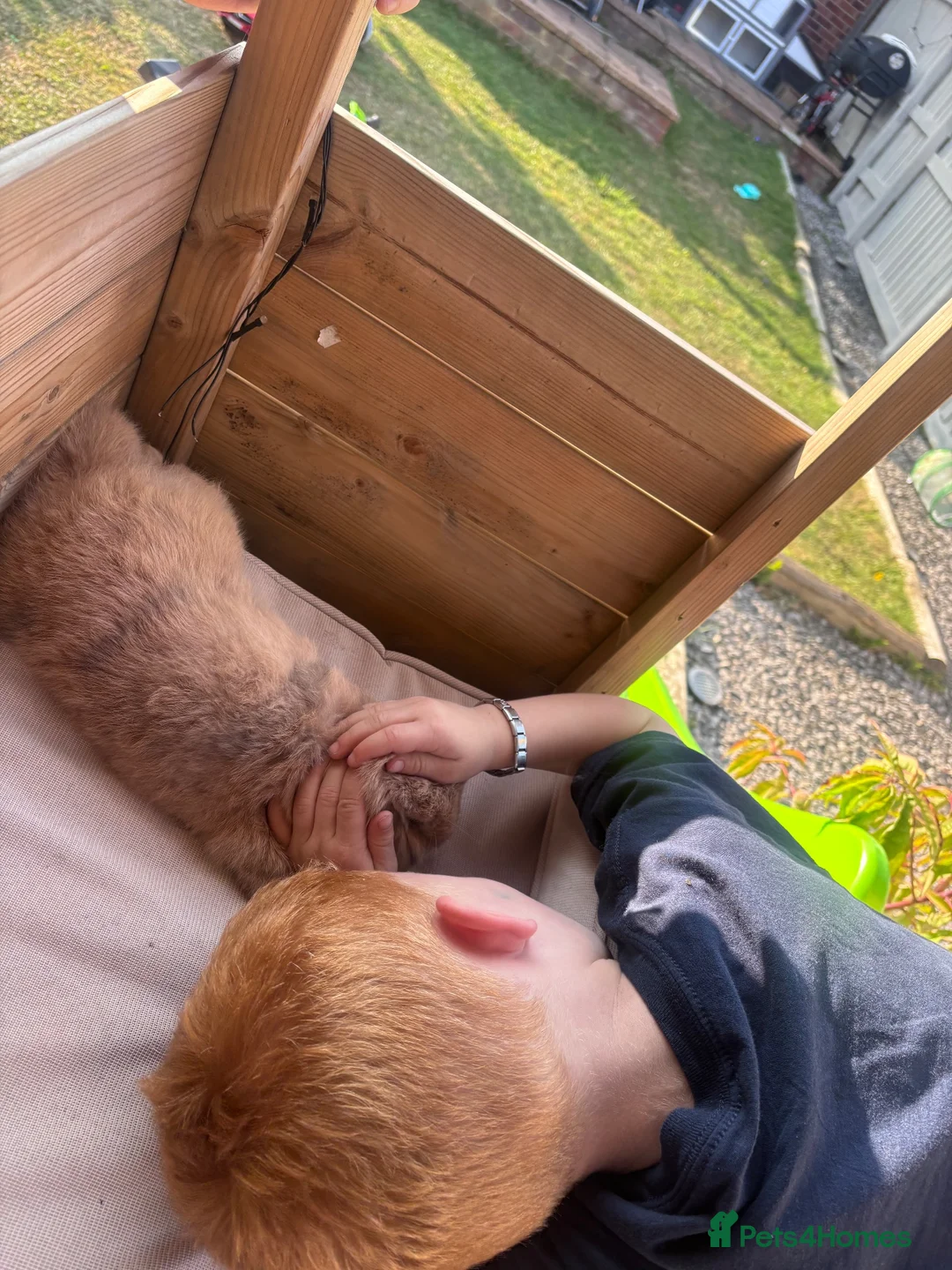 Mini Lop rabbits for sale: Mini lop rabbit  - Advert 2