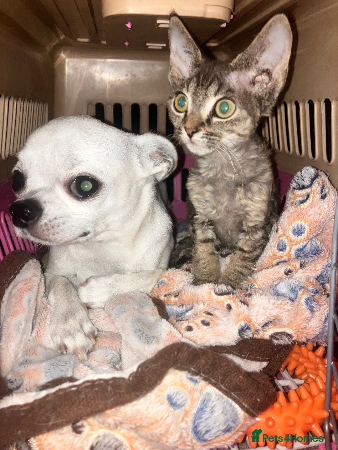 Devon Rex cats for sale: GCCF registered - Devon Rex Kittens - Advert 19