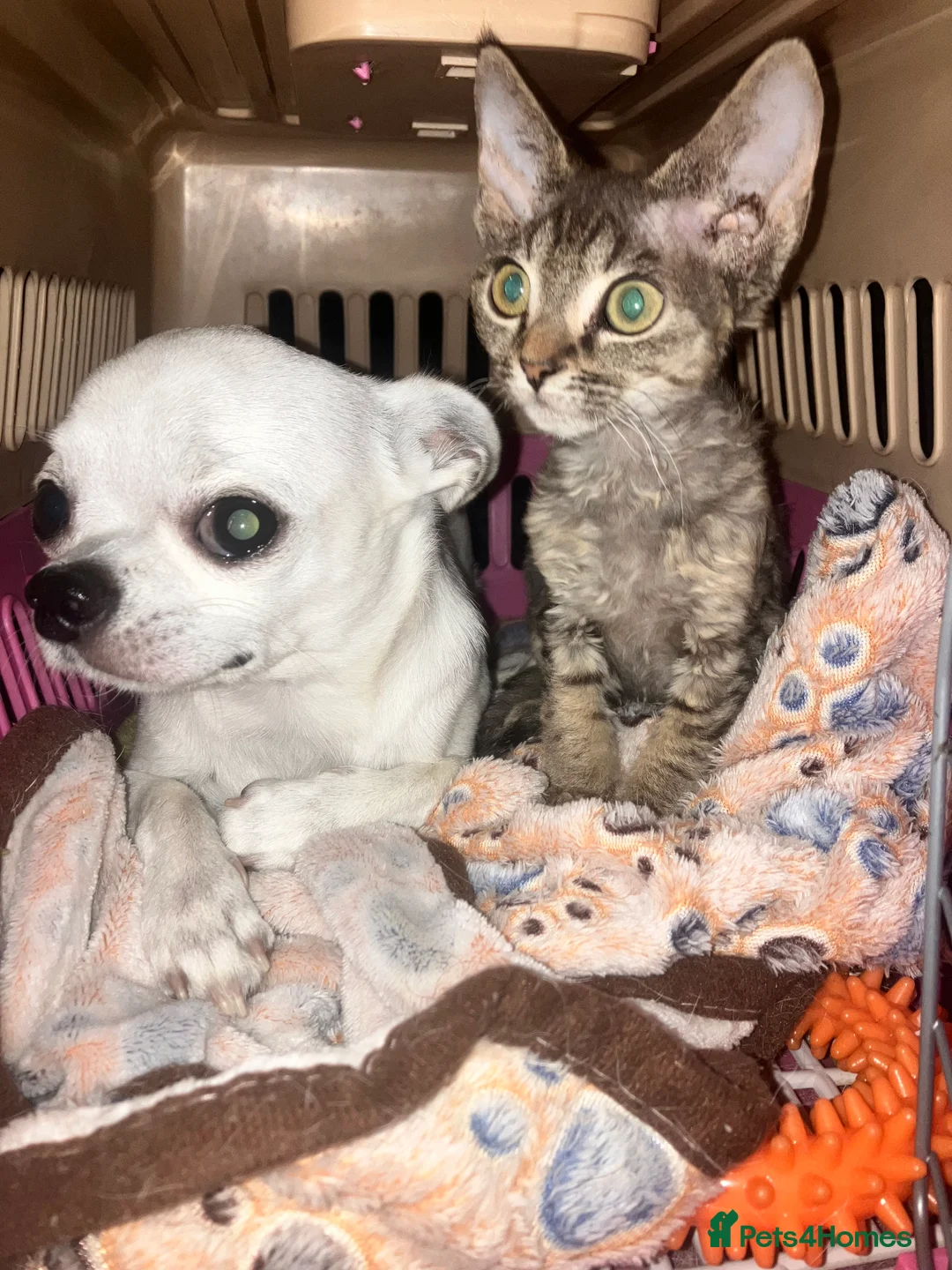 Devon Rex cats for sale: GCCF registered - Devon Rex Kittens - Advert 19