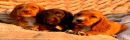 Cocker Spaniel dogs for sale: READY TO LEAVE! TOP KC WORKING COCKER PUPPIES in Ashbourne - Advert 8