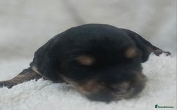 Cockapoo dogs for sale: The best cockapoos  - Image 11