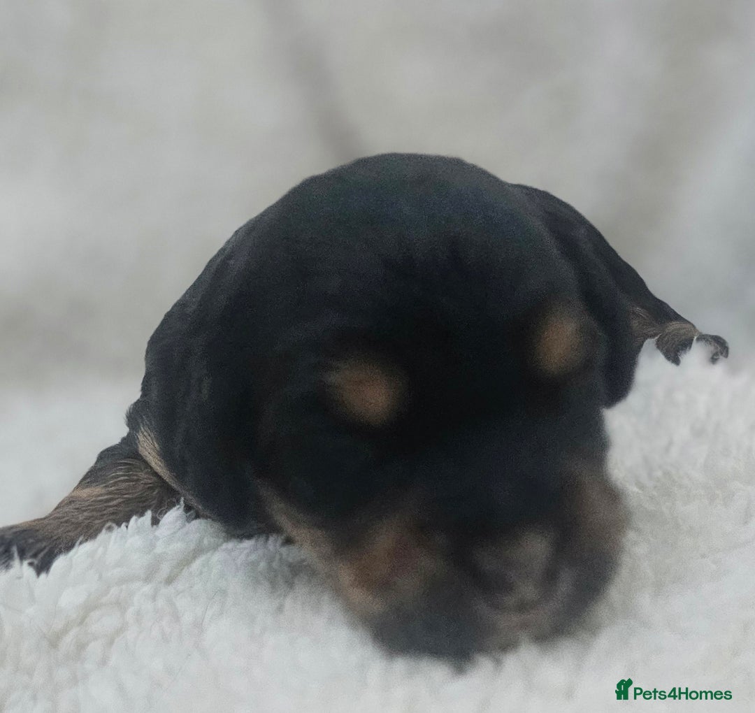 Cockapoo dogs for sale: The best cockapoos  - Image 11