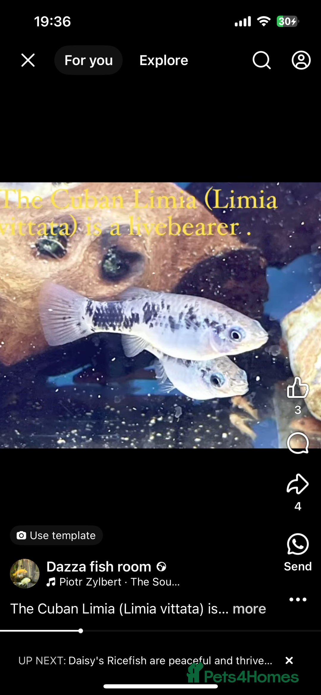 Live Bearers fish for sale: Mixed fish - Image 10