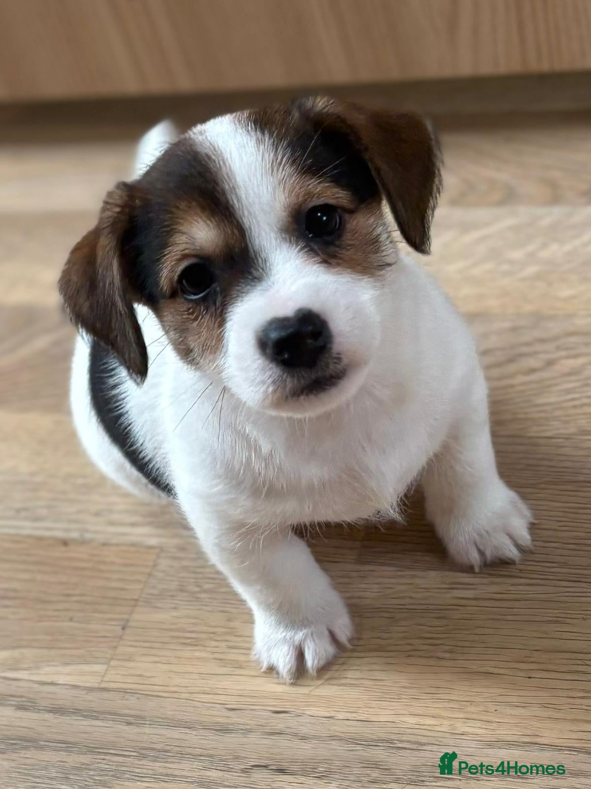 Jack Russell dogs Gorgeous short-legged Jack Russell Puppies! - Advert 3