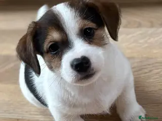 Jack Russell dogs Gorgeous short-legged Jack Russell Puppies! - Advert 2