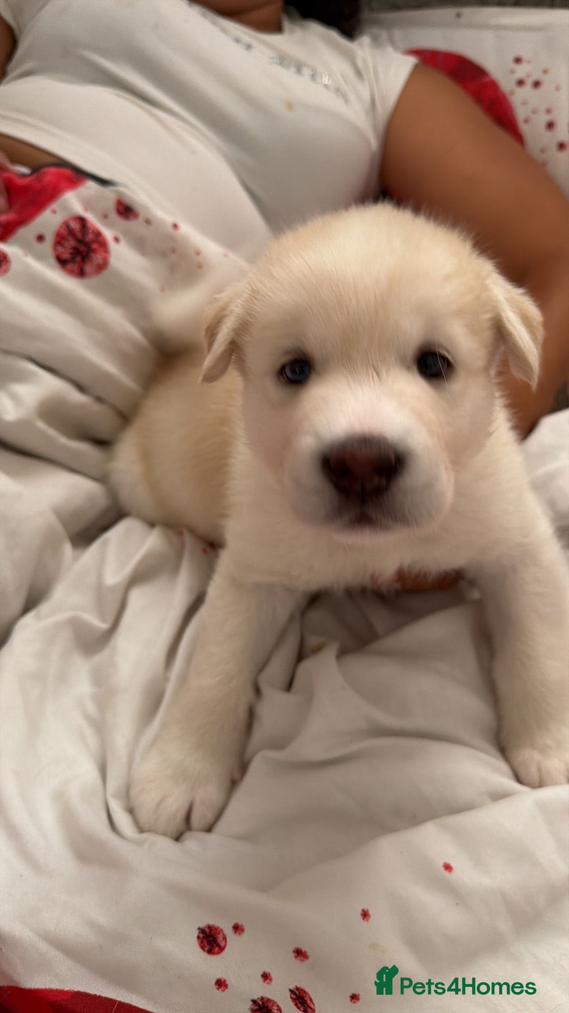 Utonagan dogs Mr marcel - Advert 5