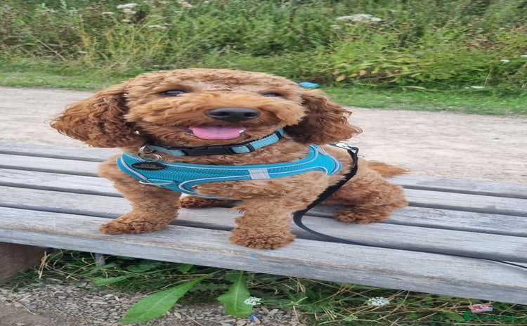 Cavapoo dogs - Advert 7