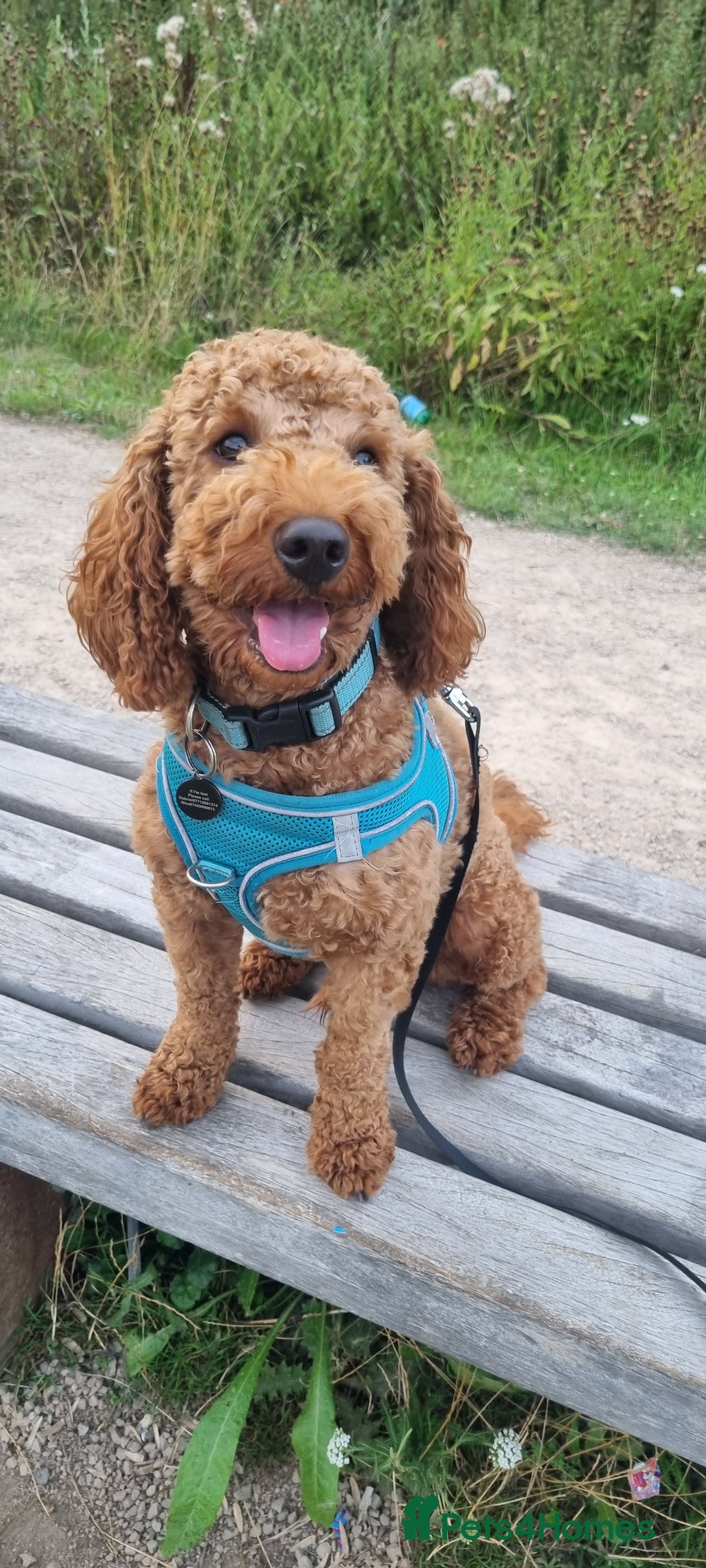 Cavapoo dogs for stud: Meet our handsome Colby - Image 1