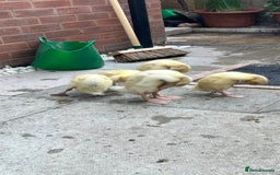 Ducks poultry for sale: Welsh Harley Quinn ducklings 4 for £80  - Image 2
