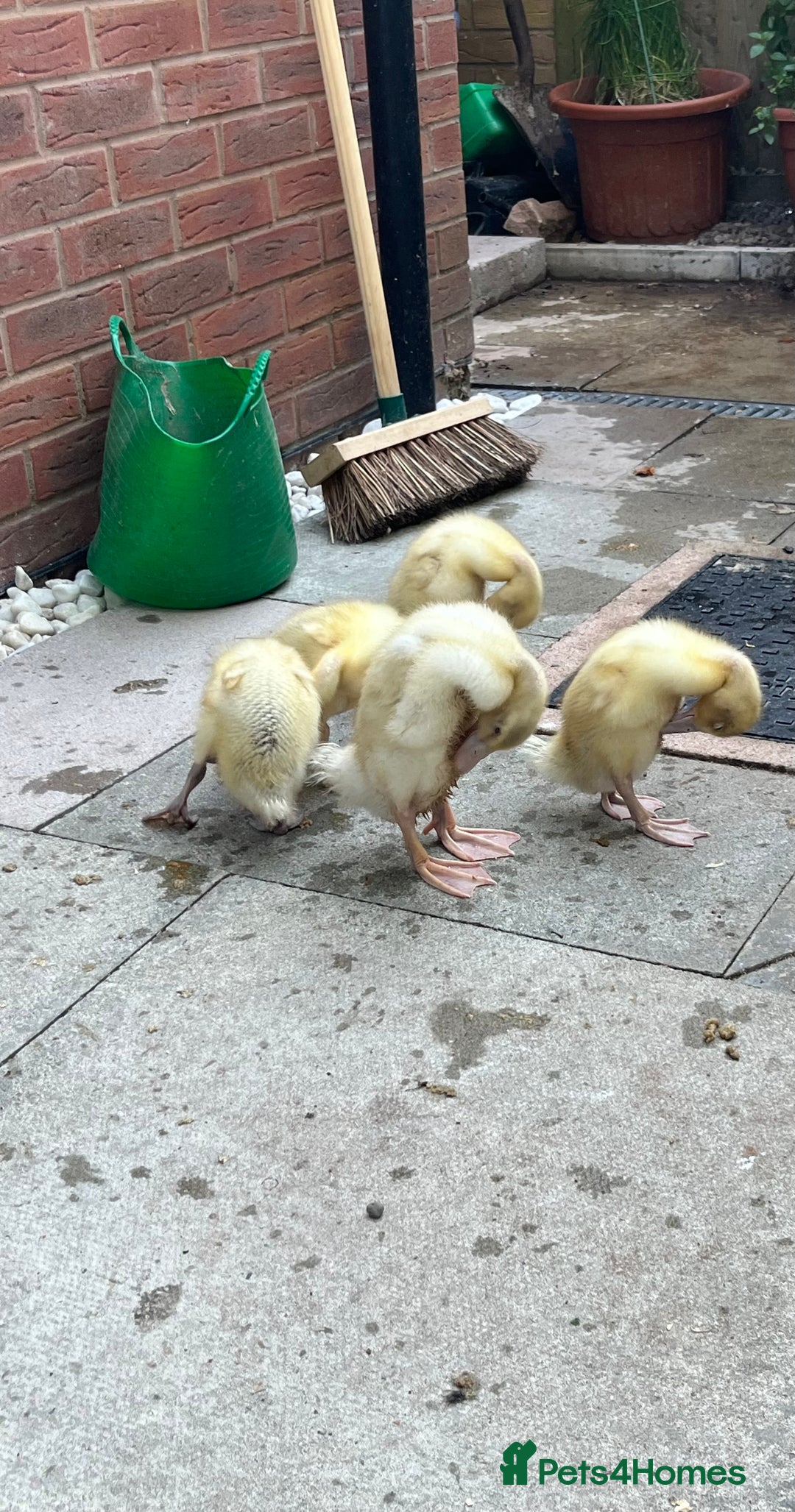 Ducks poultry for sale: Welsh Harley Quinn ducklings 4 for £80  - Image 2