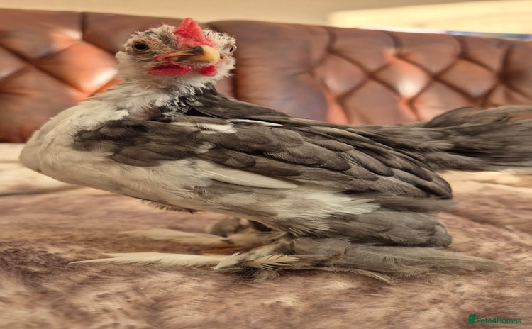 Chickens poultry - Advert 15