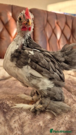 Chickens poultry - Advert 15