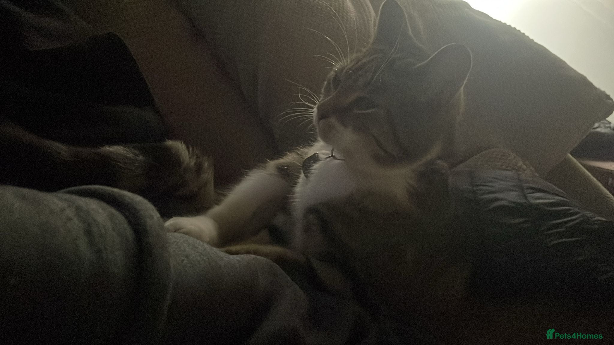 Mixed Breed cats Whiskey  - Advert 1