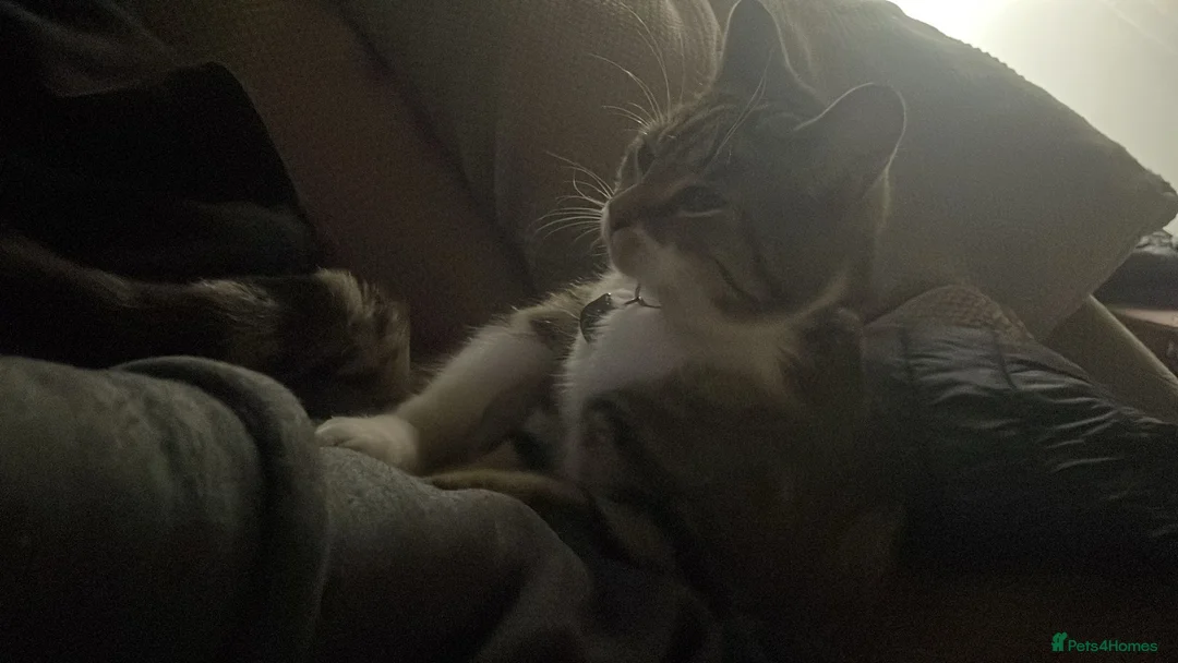 Mixed Breed cats for sale: Whiskey  - Advert 1