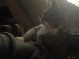 Mixed Breed cats Whiskey - Advert 1