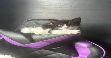 Mixed Breed cats - Advert 11