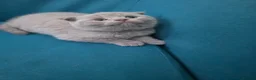 Scottish Fold cats for sale: 3 lovely Scotish Fold kittens  - Advert 4