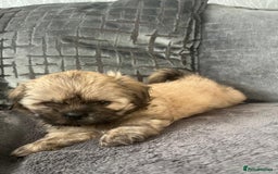 Shih Tzu dogs for sale: Shih tzu puppy  - Image 4