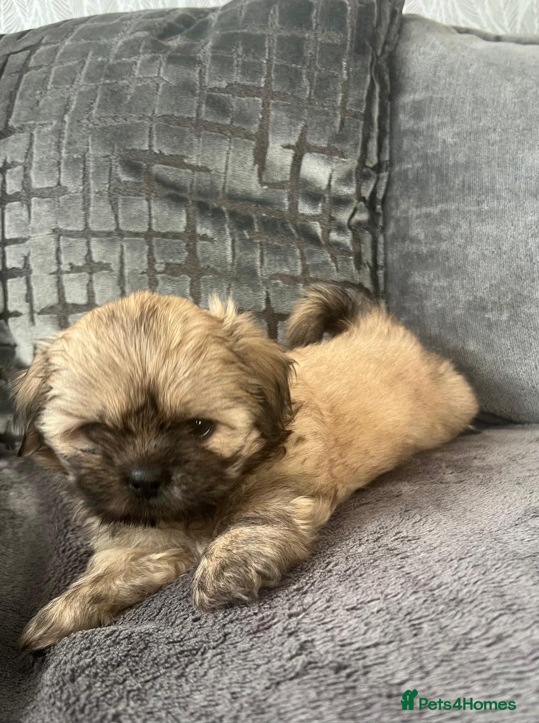 Shih Tzu dogs for sale: Shih tzu puppy  - Image 4