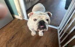 English Bulldog dogs for sale: Brother and sister for sale £2500 for both  - Advert 12